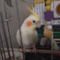 عروس هلندی با تمام وسایلش