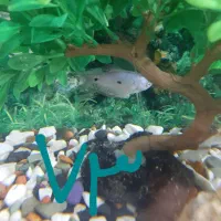 ماهی آکواریومی گیاه خوار ارزان ترازهمه جا|ماهی|فردیس, فردیس|دیوار