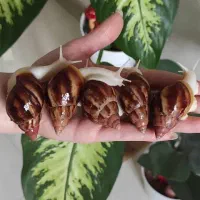 انواع حلزون های  با کیفیت و عالی