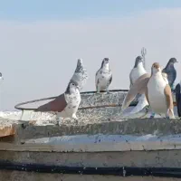 کفتر هوایی ضدوخوردی