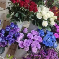 رز آبی موجود شاخه80