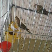 جوجه قناری سرخ یسر