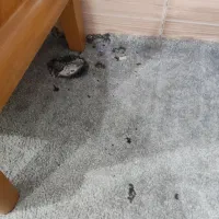 فروش موکت پالاز|موکت|اندیمشک, |دیوار