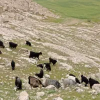 ۲۱بز راس بز ۲۱راس بیگ