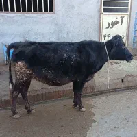 گاو یا گوساله ۸ ماه آبستن