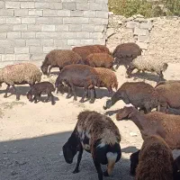 میش غزل|حیوانات مزرعه|قره چای, |دیوار