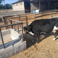 شنگول شکم اول|حیوانات مزرعه|مسجد سلیمان, |دیوار