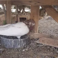 کبوتر یا کفتر