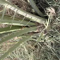 فروشی|گل و گیاه طبیعی|آبپخش, |دیوار