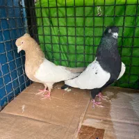 یه جفت کفتر سینه ای