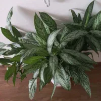 آگلونما شفلرا وزاموفیلیا|گل و گیاه طبیعی|کرمانشاه, |دیوار