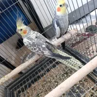 عروس هلندی
