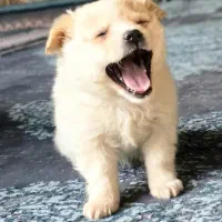 اشپیتز.تریر.روباهی