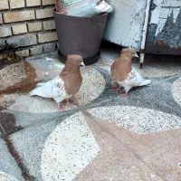 کله پرتقالی|پرنده|شوشتر, |دیوار