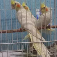 جوجه عروس و جوجه گرینجیک