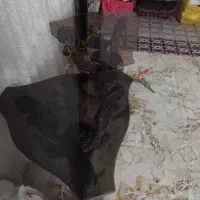 میز عسلی|مبلمان خانگی و میز عسلی|پیشوا, |دیوار