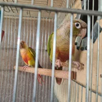 خرید و فروش پرنده زینتی(بهترین خریدار)