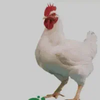 شراکت یا سرمایه گذاری