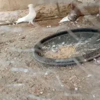 کفتر