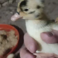 جوجه مرغ و خروس و اردک