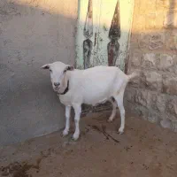 بز سانن|حیوانات مزرعه|کوزران, |دیوار