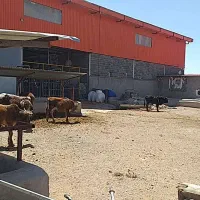 اجاره دامداری شهرستان دماوند|اجارهٔ دفتر صنعتی، کشاورزی، تجاری|دماوند, دماوند|دیوار