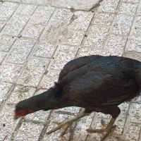 مرغ لاری|حیوانات مزرعه|مشهد, مقدم|دیوار