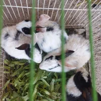 خرگوش|موش و خرگوش|اسفراین, |دیوار