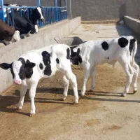 گوساله وگاو|حیوانات مزرعه|باشتین, |دیوار