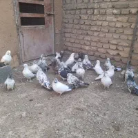 کفتر پرشی|پرنده|مبارکه, |دیوار