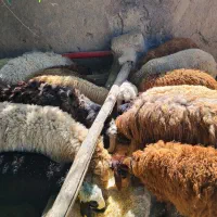 گوسفند و گوساله مرغ و خروس