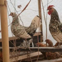 تخم نطفه دار و جوجه ۲۵روزه مرغ و خروس سبرایت|حیوانات مزرعه|الیگودرز, |دیوار