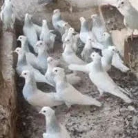 طوقی کاقتی گمشده