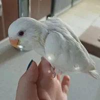 جوجه طوطی برزیلی دستی