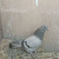 کبوتر طوقی کاغذی تهرانی دمگیر|پرنده|برخوار, |دیوار