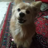 سگ تربیت شده و شناسنامه دار.