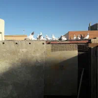 کبوتر پاکستانی|پرنده|اصفهان, ارداجی|دیوار