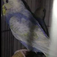 مرغ عشق ماده