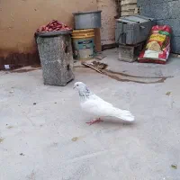 شیخ ابری|پرنده|بندر ماهشهر, |دیوار