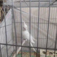 عروس هلندی نر البینو