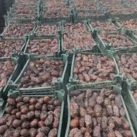 پیارم درجه یک و متوسط ودرجه دو دراهواز