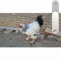 جفت مرغ و خروس برهما