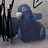 زاغ آلمانی نر هوایی قور قوری