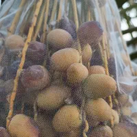 نهال خرمای برهی اصیل|خدمات باغبانی و درختکاری|رامهرمز, |دیوار