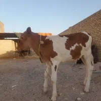 گوساله خارجی نر|حیوانات مزرعه|اهواز, الهائی|دیوار