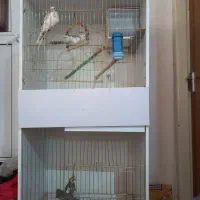 عروس هلندی|پرنده|ماکو, |دیوار