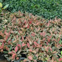 گل های آپارتمانی شامادورا. پتوس .آگلونما و..|گل و گیاه طبیعی|چاف و چمخاله, |دیوار