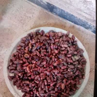 فروش خرمای سعمران دیری