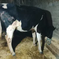 گاو ورزا لیشه