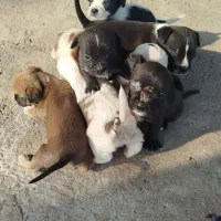 چند عدد سگ جهت واگذاری|سگ|کیاشهر, |دیوار